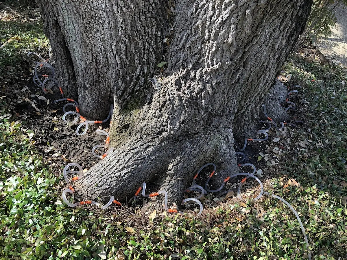 Detailed Tree Cabling and Bracing job site in Bascom