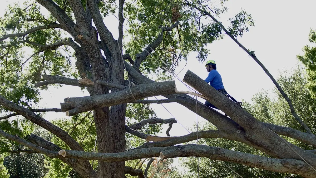 Professional Crown Thinning performed by certified arborists in Bascom