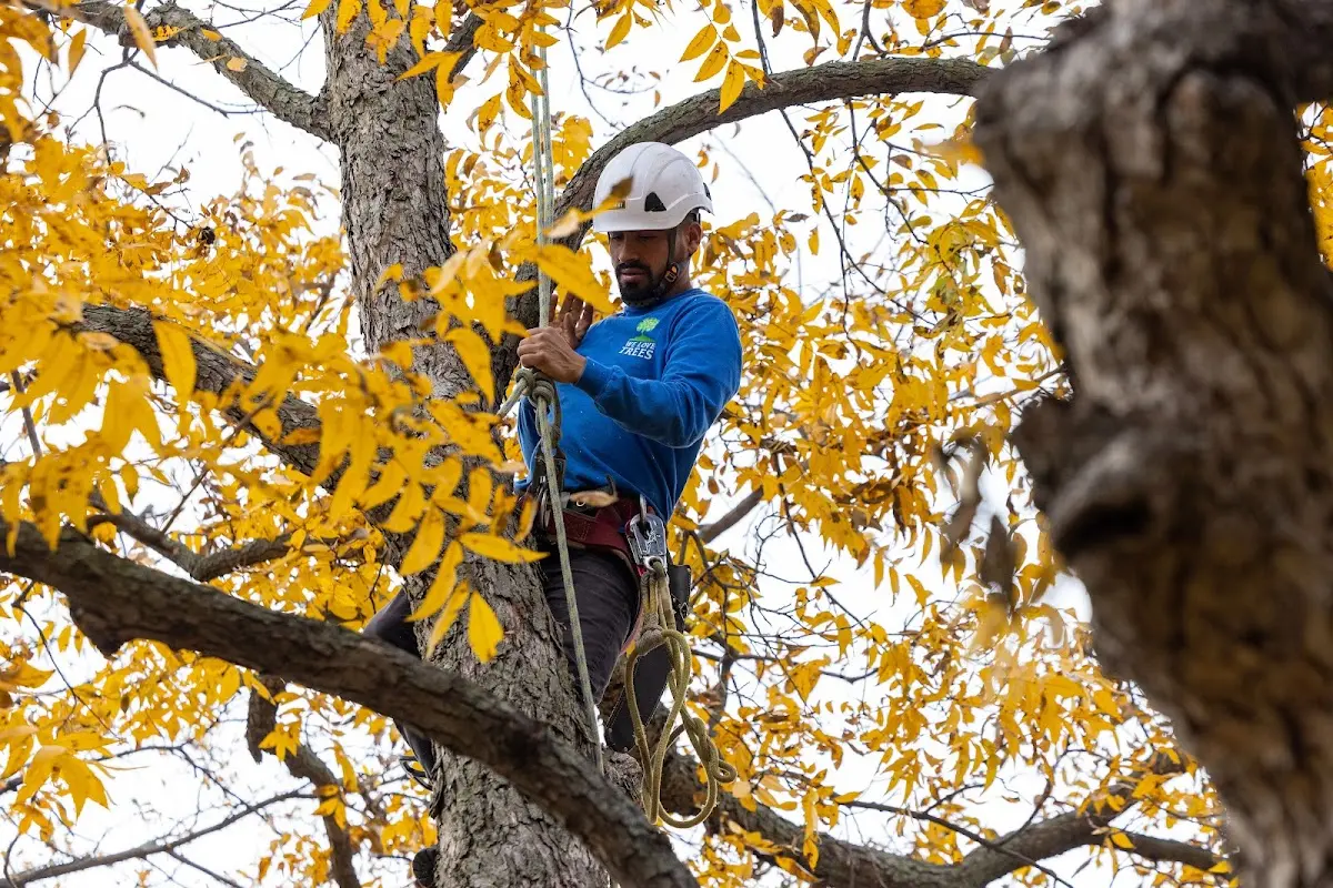 Skilled Tree Trimming crew working in Bascom