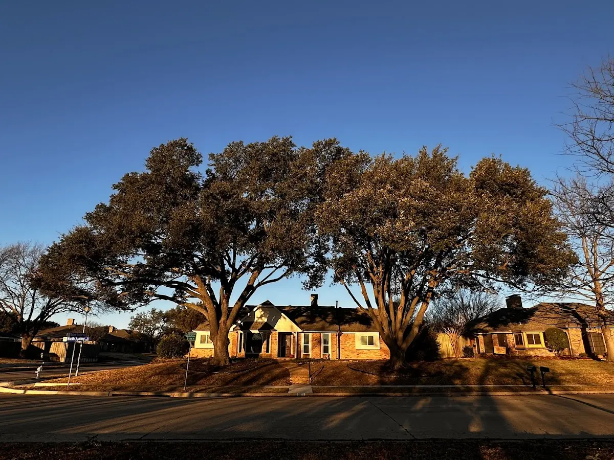 Established residential canopy tree shading a home in Bascom